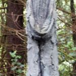 Ewe Garden