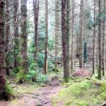 Ring of Beara