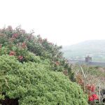 Countryside view