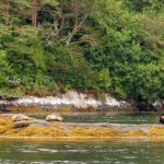 Seal islands