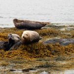 Seal islands