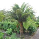 Fern tree
