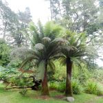 Fern tree