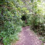 Garden path