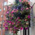 Street hanging baskets