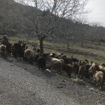 On goat trails you should expect.......goats