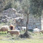 Greek diversity. Sheep and goats in the same herd.