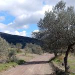 Olive trees abound