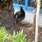 The pea fowl looked happy enough