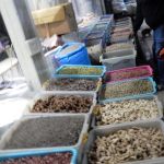 Our trusty guide with an agenda