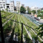 Montmartre Vineyard