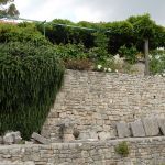 The most beautiful rosemary bush I've ever seen