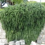 Beautiful rosemary bush