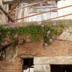 Flowers growing everywhere