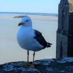 This is Sam Seagull, Esq.