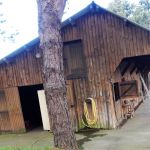 Les Pins de Cesar stables