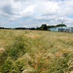 Wheat field on road to Le Havre