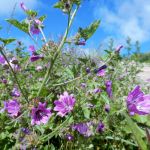 Flowers along the trail