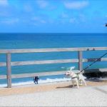 Dog points out photo op