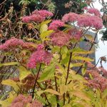 Peace and beauty have returned