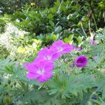Flowers on the Champ Elysee