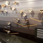 Another skull session