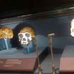 Historical skull session