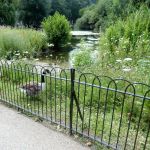 Everything is just goosey