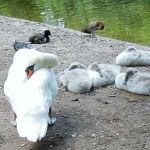 Mom and young swans