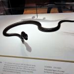 Bronze snake