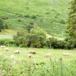 Meadow down the road
