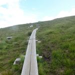 Boardwalk across the bog