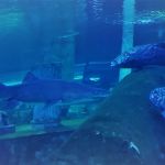 Ankara aquarium