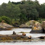 Seal islands