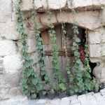 Growing beans wherever you can