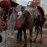 How about a horse, instead?