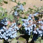 Wild grapes